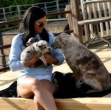 The search tool above returns a list of breeders located nearest to the zip or postal code you enter. Kim S Toy Mini Australian Shepherd Puppies Nc Home Facebook