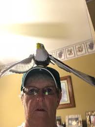 Van Etten's Robert Salvato's site sends Eagles fan mom to Super Bowl