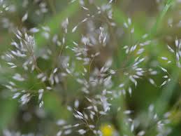 Image result for Aira caryophyllea