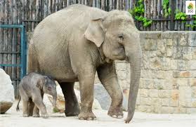 He slowly tried to touch the water with his trunk before getting into the water. Elephant Zooborns