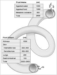 Image result for Blood Volume