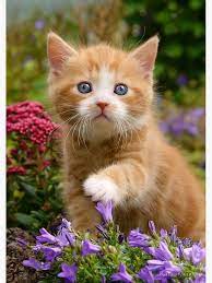 Https Www Facebook Com Infinitecatsoul Photos A 108552893902381 351890846235250 Type 3 Baby Cats Cute Baby Cats Ginger Kitten