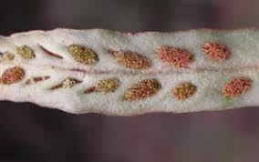 Image result for Grammitis