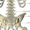 Lower back bones diagram : 1