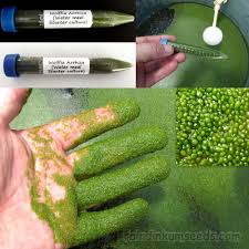 Image result for Wolffia arrhiza