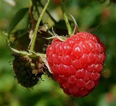 They're sweet, fruity dessert bars that are perfect for summer! American Red Raspberry Rubus Idaeus
