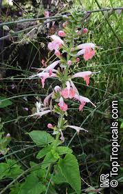 Image result for Salvia coccinea