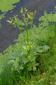 Image result for Ranunculus sceleratus