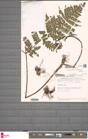 Image result for Triplophyllum