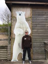 How Big Is A Polar Bear Polar Bear Size Zooologist