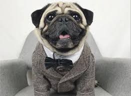 Commercial dog food brands can greatly vary in quality, price, and. What Kind Of Dog Food Is Best For Pugs K9 Web