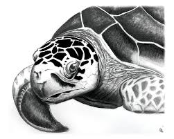 Colored pencil sea turtle drawing color. Drawing Of Turtle Novocom Top