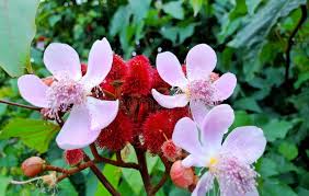 Image result for Bixa orellana