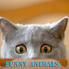 The truth is, dog logic in action is so absurd it's priceless. Funny Animal Home Facebook