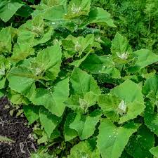 Image result for Atriplex