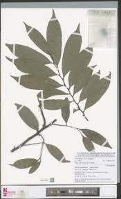 Image result for isolona