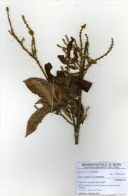 Image result for Eriocoelum