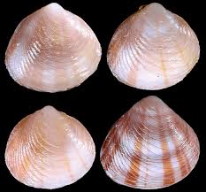 Image result for Digitaria complanata