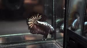 Cảm ơn quý anh chị đã cùng đồng hành ủng. Black Copper Samurai Halfmoon Plakat Hmpk Male Betta Youtube