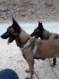 Belçika kurdu yavruları ücretsiz sahiplendirme ilanları için sitemizi ziyaret edin. Alanya Malinois Belcika Kurdu Home Facebook