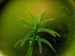 Image result for Rotala tenella