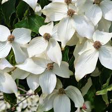 Image result for Cornus