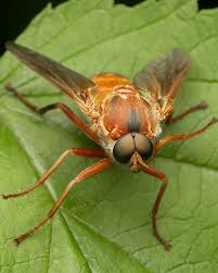 Image result for Rinorea ferruginea