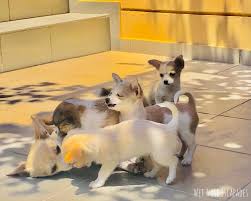 A lot of grooming and some tlc turned her into a whole new pup. Why You Should Not Buy A Dog From A Breeder Wet Nose Escapades