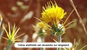 Maybe you would like to learn more about one of these? Solve Invasive Plants Let S Stop These Silent Invaders