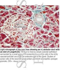 Check spelling or type a new query. Light Micrograph Of The Pancreas Showing An Intralobular Duct With An Islet Of Langerhans