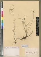 Image result for Kyllinga alba