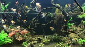 Gradina zoologica, infiintata in 1949, dispune de o varietate impresionanta de pasari si pesti exotici, pradatori mari, dar si rozatoare, si de asemenea gradina zoologica este amenajata in interiorul parcului orasenesc barlad. GrÄdina ZoologicÄ Barlad Turism Barlad