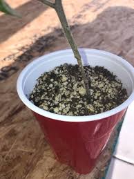 Image result for tomato seedling damping off