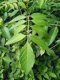 Image result for Brucea