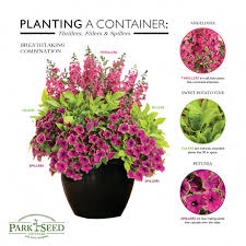 Design Beautiful Flowerpots And Windowboxes Using The Thriller Filler Spiller Formula Potted Plants Patio Potted Plants Outdoor Container Gardening Flowers