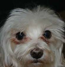 Shih tzu dog eye boogers. Tear Stains In Shih Tzu Dogs Dog Tear Stains Dog Eyes Shih Tzu Dog