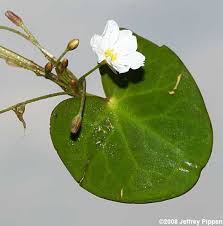 Image result for Nymphoides brevipedicellata