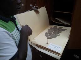 Image result for Uvariodendron