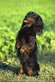 Miniature Long Haired Dachshund stock photo