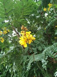 Image result for Peltophorum dubium