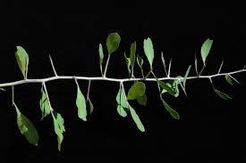 Image result for Gymnosporia senegalensis