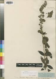 Image result for Tinnea apiculata