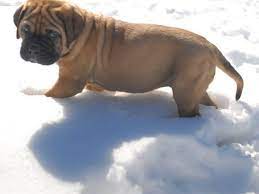 See more ideas about mastiff puppies, puppies, bull mastiff. Are You Ready For A Bullmastiff Pethelpful