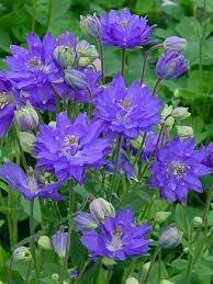 Schick Silk Effects Plus Women S Razor Blade Refills 5 Ct Walmart Com Beautiful Flowers Flower Garden Purple Flowers