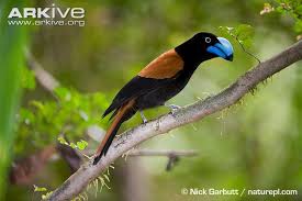 Image result for Vangueria vestita