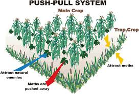 If mixed with a little soap it can penetrate the leaves to. 3 1 Diagrammatic Presentation Of Push Pull Strategy For Insect Pest Download Scientific Diagram