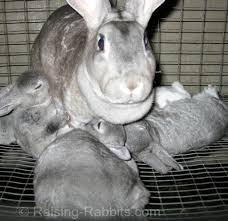 Unfortunately, rabbits who come into shelters don't come with similar with rabbits, their teeth are not a reliable way to tell the age of a rabbit unless the rabbit is extremely young, but other than that. Weaning Rabbits Minimize Stress At Weaning Time For Baby Rabbits