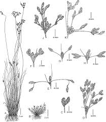 Image result for Fimbristylis scabrida