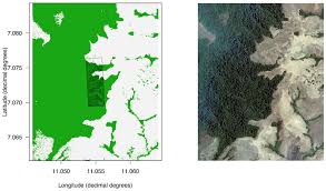 Image result for Rytigynia sp. M