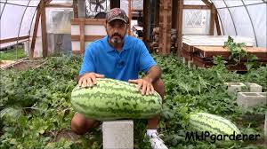 Dead soil is more susceptible to erosion and requires ever increasing amounts of synthetic fertilizer to grow anything. Hydroponic Gardening System Hydroponics And Watermelon